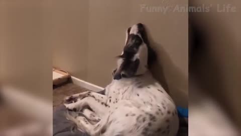 laugh all day long- funny pets