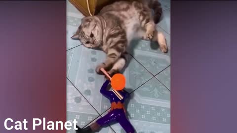 planet cat of expert cats