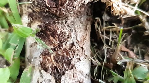 Natureza