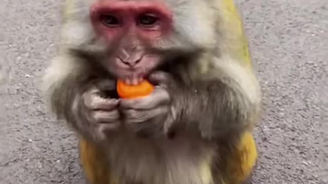 Monkey eat the fruit