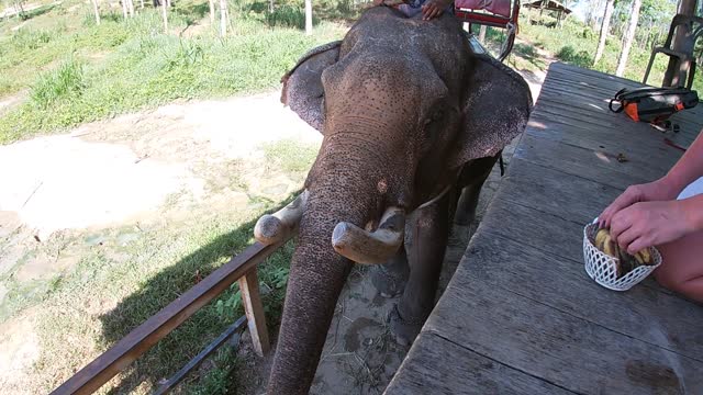 The girl feeds the elephant