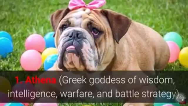 Top ten most strongest names of female dogs and meaning…