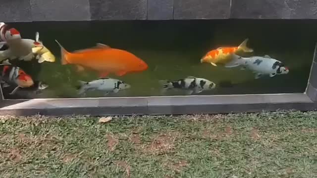 koi fish pond