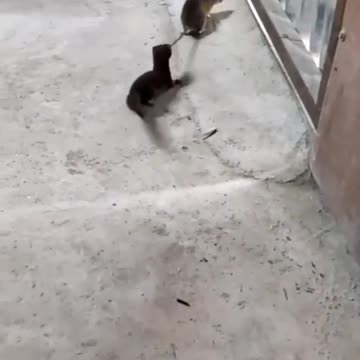 Scar bites mice​ #shorts