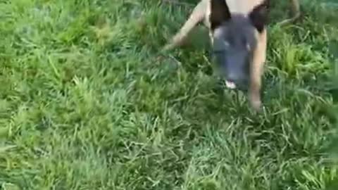 Brain training for dog