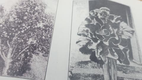 Electroculture gardening