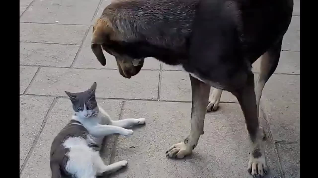 Friendship of cat and dog