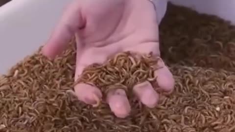 🪳🪳🪳Insekten London hat mit der Produktion essbarer Würmer begonnen, ... engUTdeu