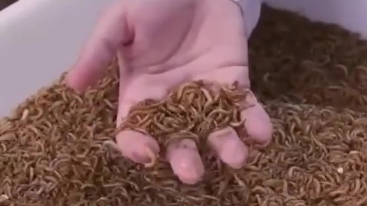 🪳🪳🪳Insekten London hat mit der Produktion essbarer Würmer begonnen, ... engUTdeu