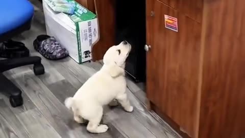 Kind women saved this cute dog's life