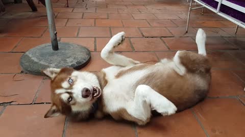 Aussie Drunk dog walk through fence