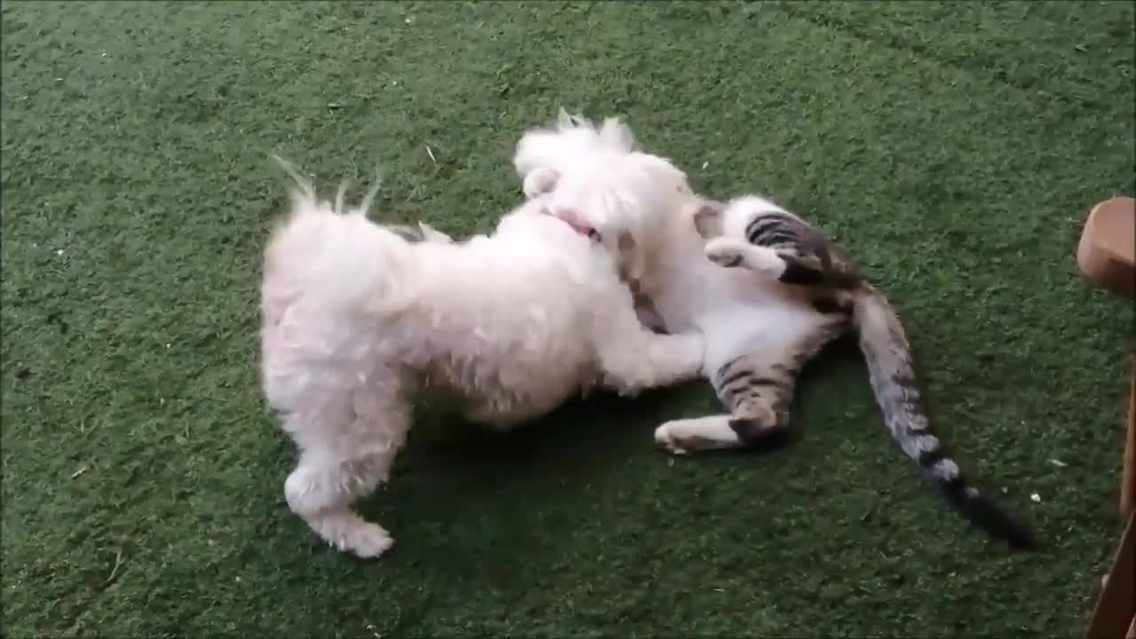 cats and dogs the best friendship