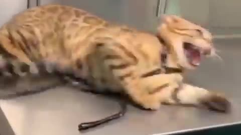 Best Funny Animal Videos of the year (2023). Insane animal shorts