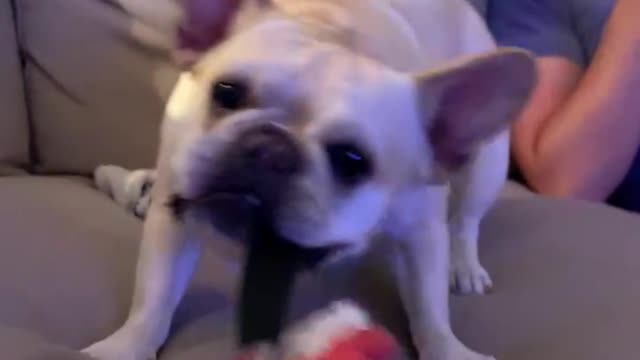 Cute Frenchie plays tug of war