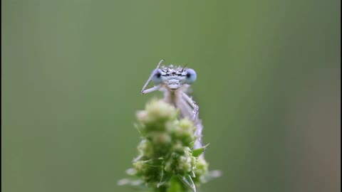 Blue Dragon Fly in Macro lens, weeping its eyes ( Caught in Act )