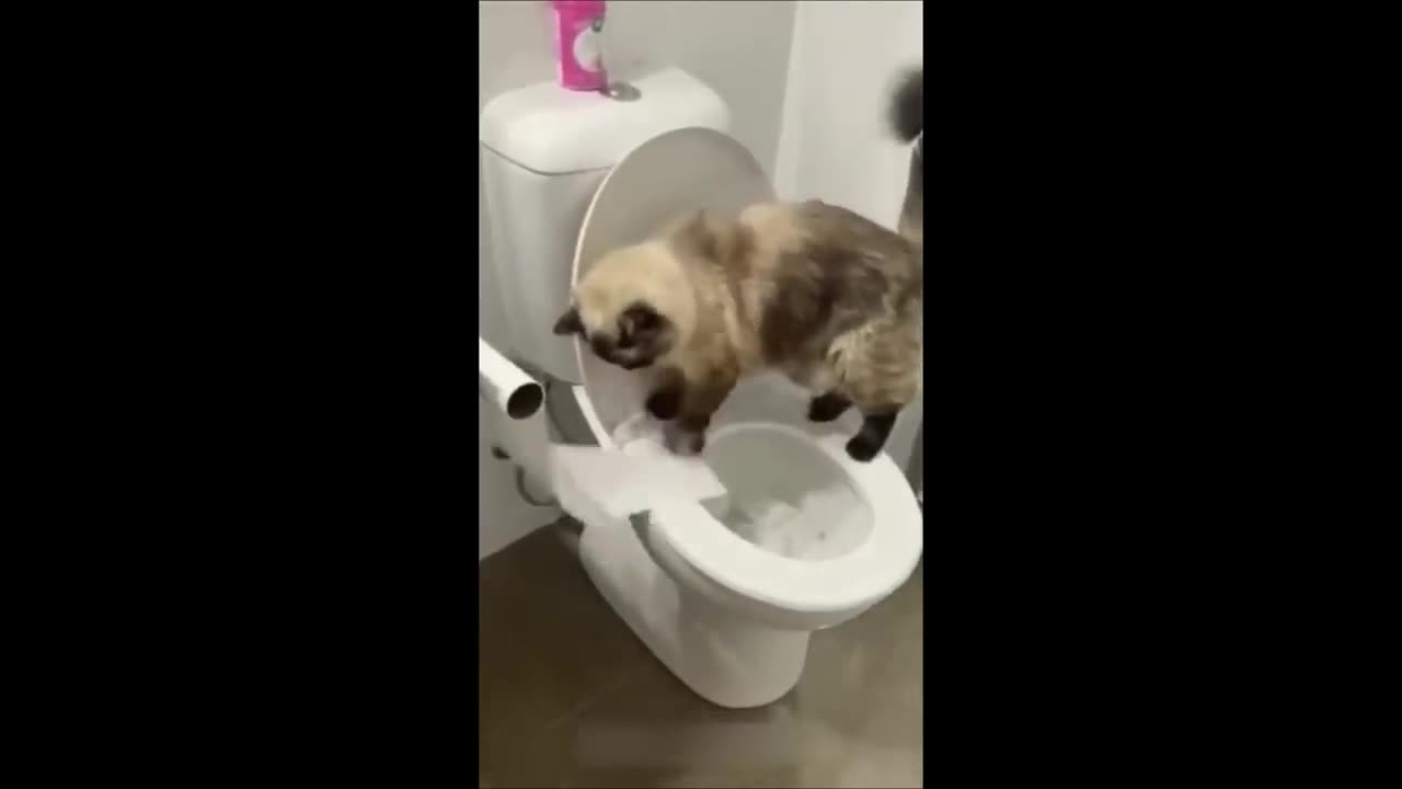 Funny Dogs and Cats Compilation