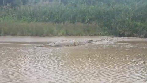 Big crocodiles in the river