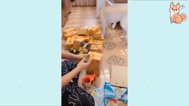 Funny dogs video - Cute Puppies Cute Funny and Smart Dogs Compilation