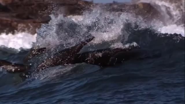 Why Can Shark Hunt Eagle Flying? Wild Life So Amazing