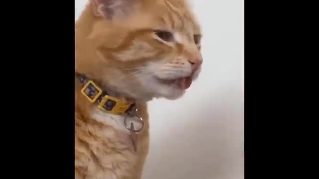 😂YOU LAUGH YOU LOSE! 😹Funny Moments Of Cats Videos Compilation - Funny Cat Life