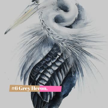Watercolor Paintings Of Birds From All Over The World