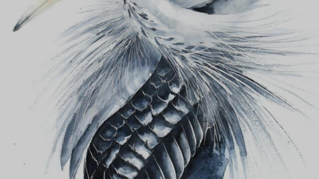 Watercolor Paintings Of Birds From All Over The World