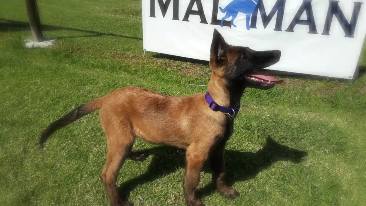 Gunner the Belgian Malinois Puppy of San Diego California