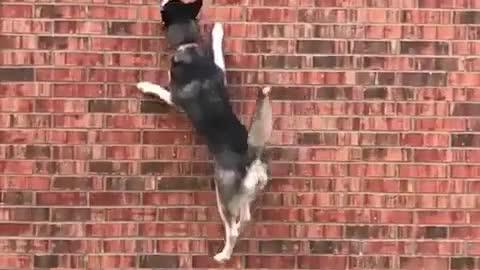 oops, the wall is too high