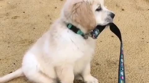 Funny Dog Videos 2021 It's time to LAUGH with Dog's life62