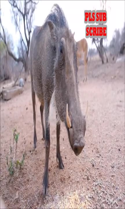 One Tough Warthog Deadly Wildlife, Africa s Wildlife Wonders | 2021 compilation video #Shorts