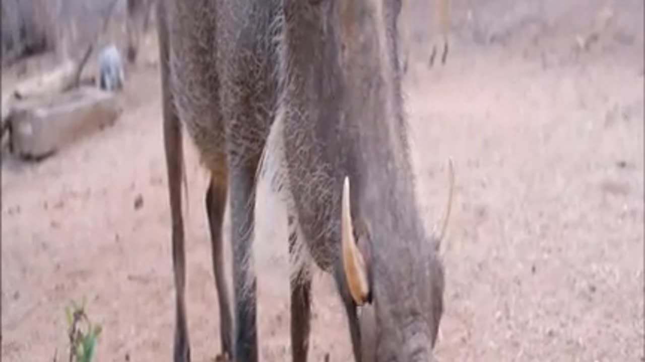 One Tough Warthog Deadly Wildlife, Africa s Wildlife Wonders | 2021 compilation video #Shorts