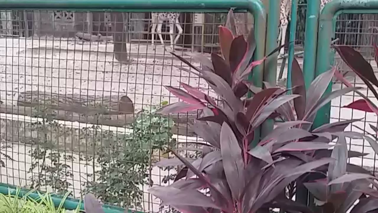 Kiddos at Ragunan Zoo