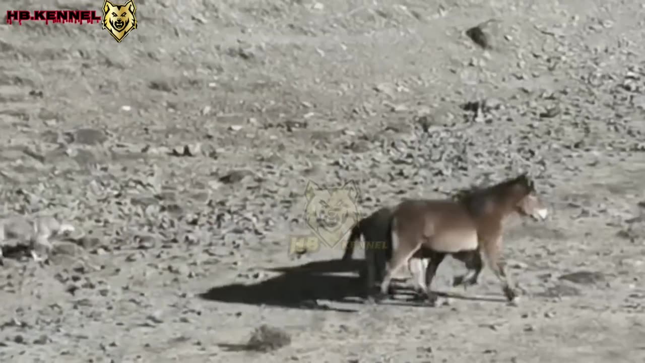 Wolf vs Horse - Wolves hunting horse