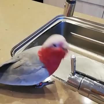 Various instances of pets being petted by residents I love this cockatoo