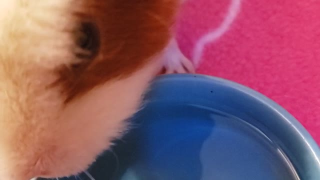 Guinea Pig Happy Sounds