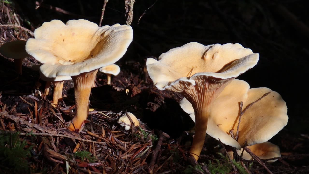 False Chanterelles