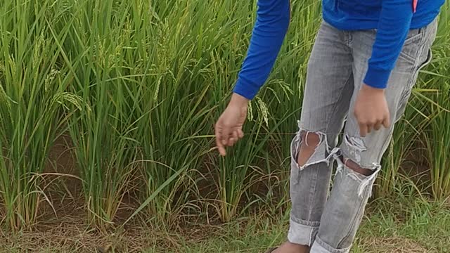 super big catch...! the most exciting eel fishing