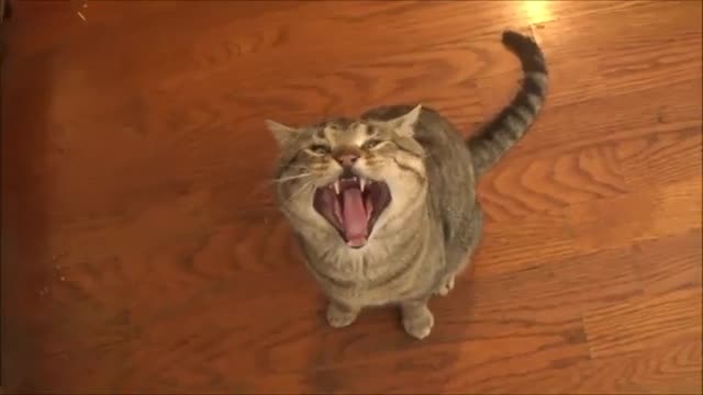 Cat video