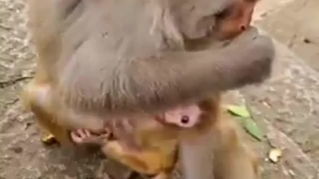 Monkey masti