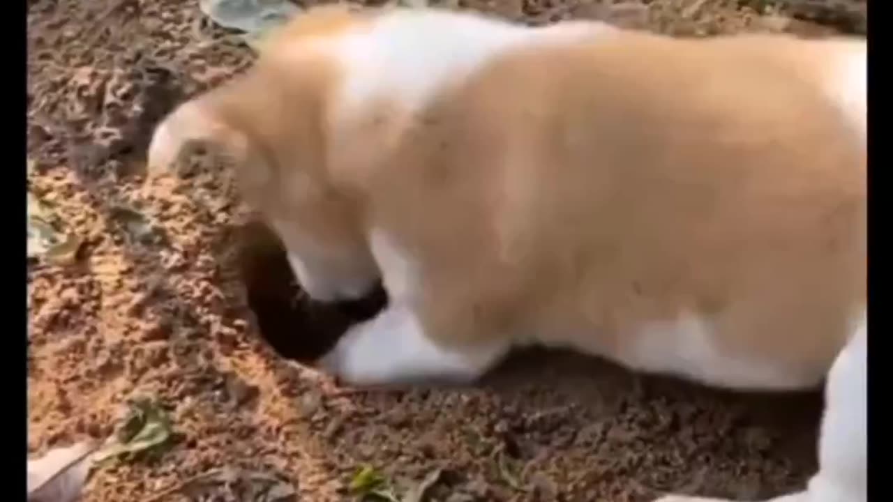 Strange adventures of pet animals.😲💔😲