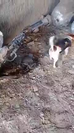 Dog Patron helped neutralize almost 90 explosive devices