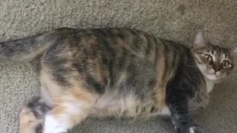 Grey cat laying down and showing belly to owner