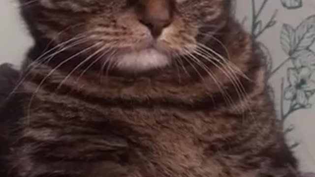 The cat who saw life