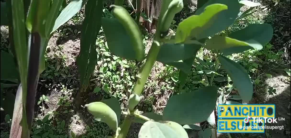 Como ser delRancho