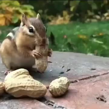 Squirrel eating peanuts
