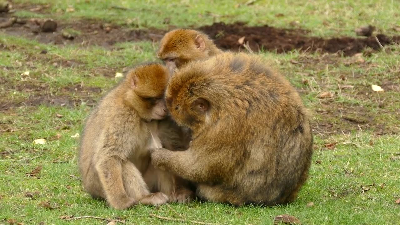 monkey | monkey funny video | copyright free video