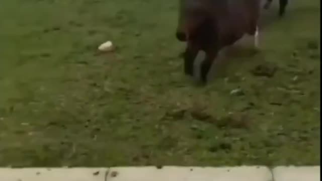Light speed horces