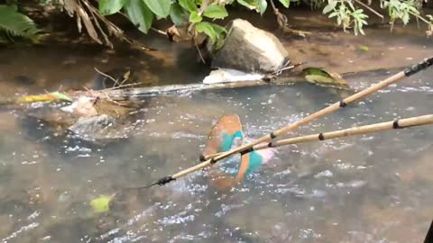 cari ikan di pinggiran kebun dapat banyak babon-1