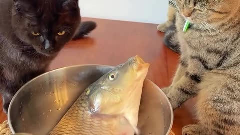 Fish & Cats, Funny video