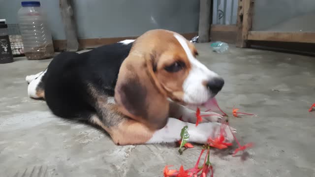 Funny Puppy Eating Flower